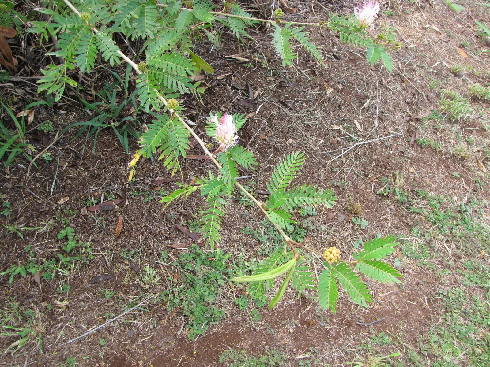 Pink Powderpuff (Calliandra Surinamensis) — commonly known as the Pink Powderpuff; typically about 2 to 3 inches in diameter