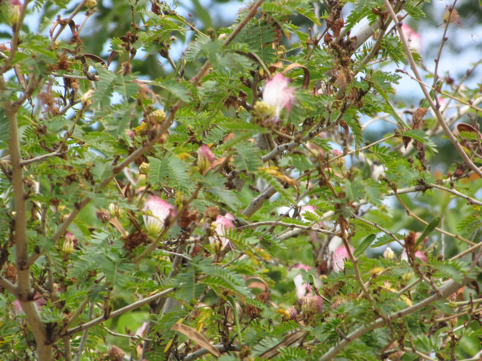 Pink Powderpuff (Calliandra Surinamensis) — However, once established, it demonstrates moderate drought resistance; prune regularly to maintain, image 124