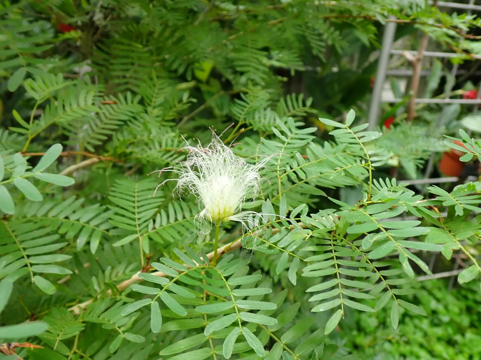 Pink Powderpuff (Calliandra Surinamensis) — Drought-tolerant once established; the Pink Powderpuff (Calliandra surinamensis) is a vibrant evergreen, image 60