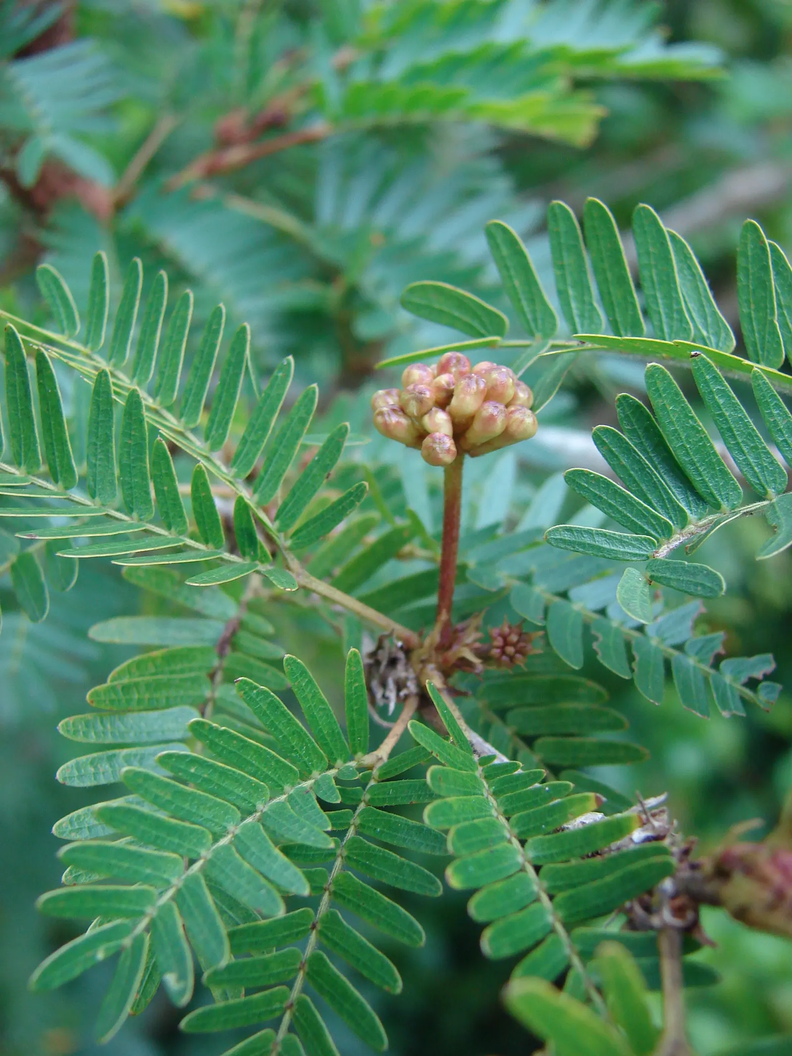 Pink Powderpuff (Calliandra Surinamensis) — Pink Powderpuff thrives in full sun to partial shade and does best in well-draining soil with regular, image 45