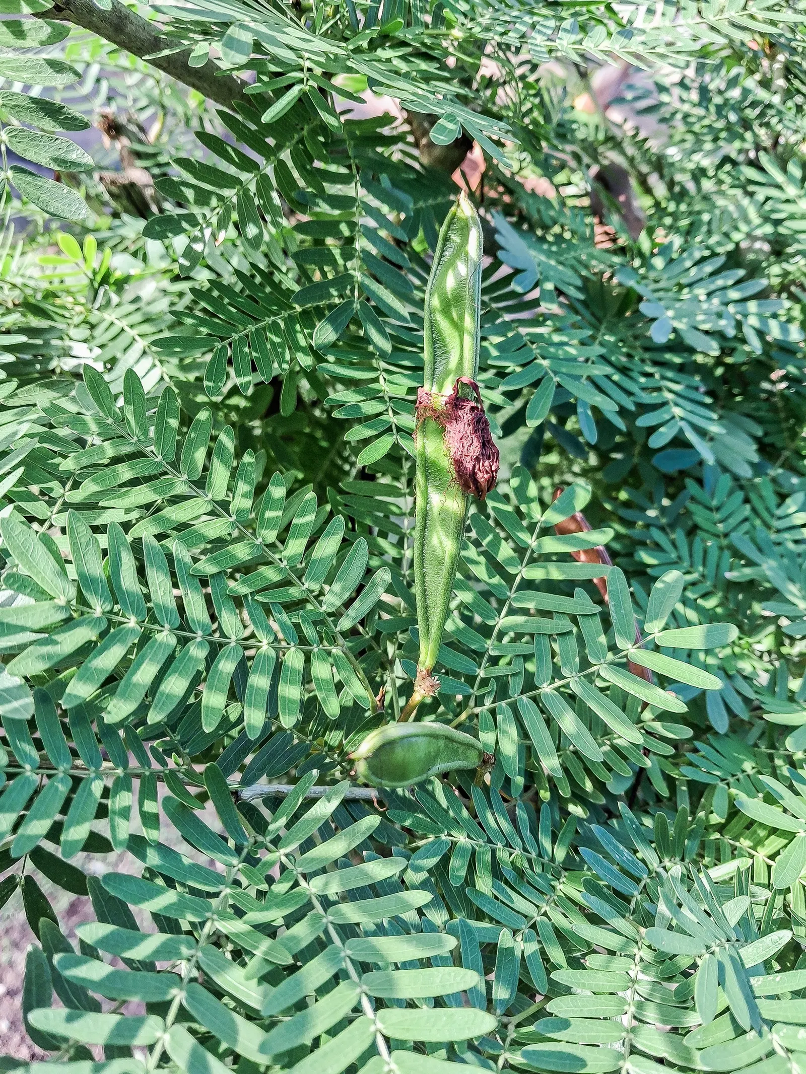 Pink Powderpuff (Calliandra Surinamensis) — it's perfect for creating focal points in tropical and subtropical landscapes; drought-tolerant once, image 87