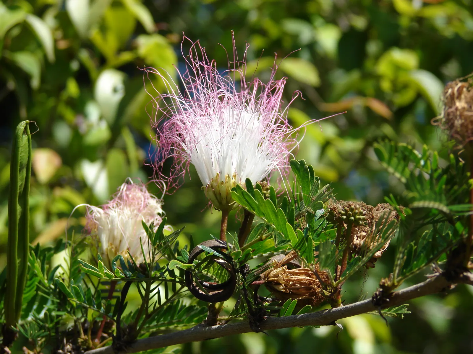 Pink Powderpuff (Calliandra Surinamensis) — Calliandra surinamensis offers both aesthetic charm and ecological benefits; these showy inflorescences