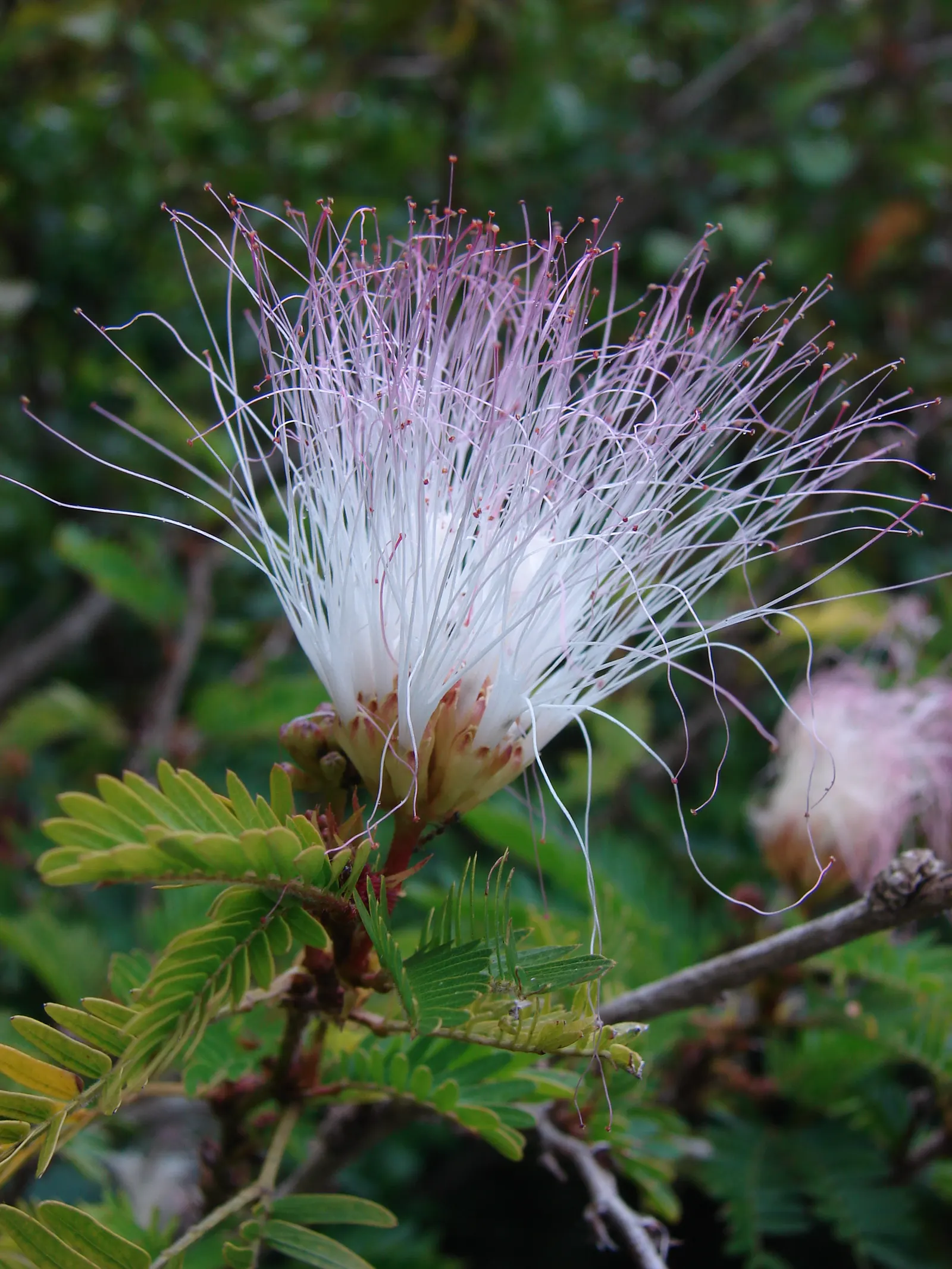 Pink Powderpuff (Calliandra Surinamensis) — it's perfect for creating focal points in tropical and subtropical landscapes; drought-tolerant once, image 61