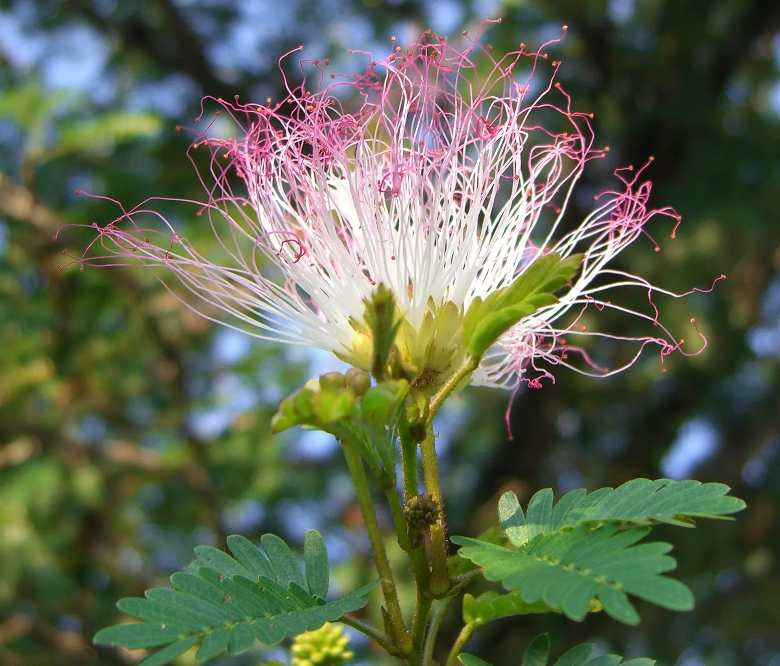 Pink Powderpuff (Calliandra Surinamensis) — shrub / tree with pink blooms; attract a variety of pollinators, image 103