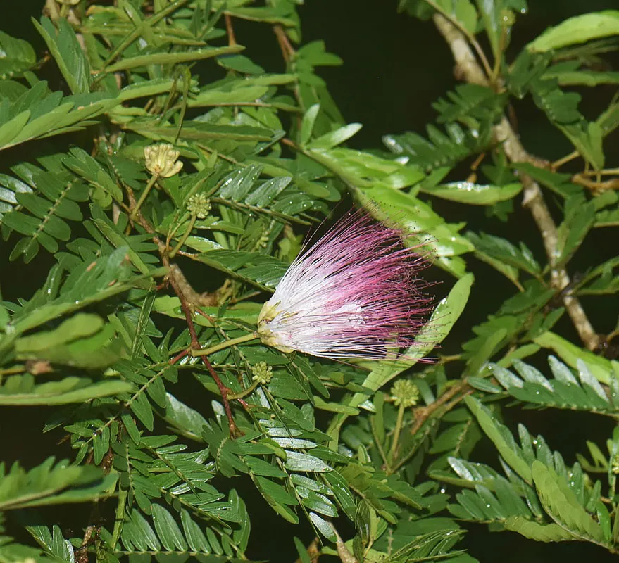 Pink Powderpuff (Calliandra Surinamensis) — evergreen foliage provides year-round interest