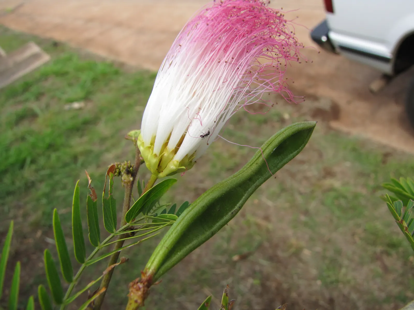 Pink Powderpuff (Calliandra Surinamensis) — bloom prolifically throughout the year but are most abundant during the warmer months