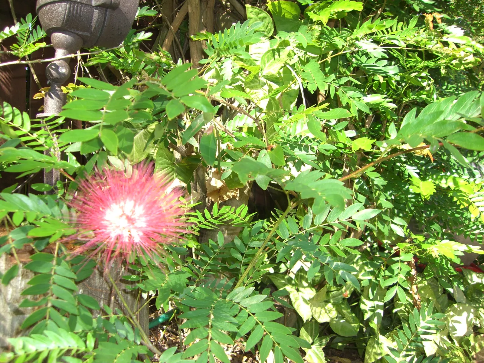 Pink Powderpuff (Calliandra Surinamensis) — comprised of numerous long stamens