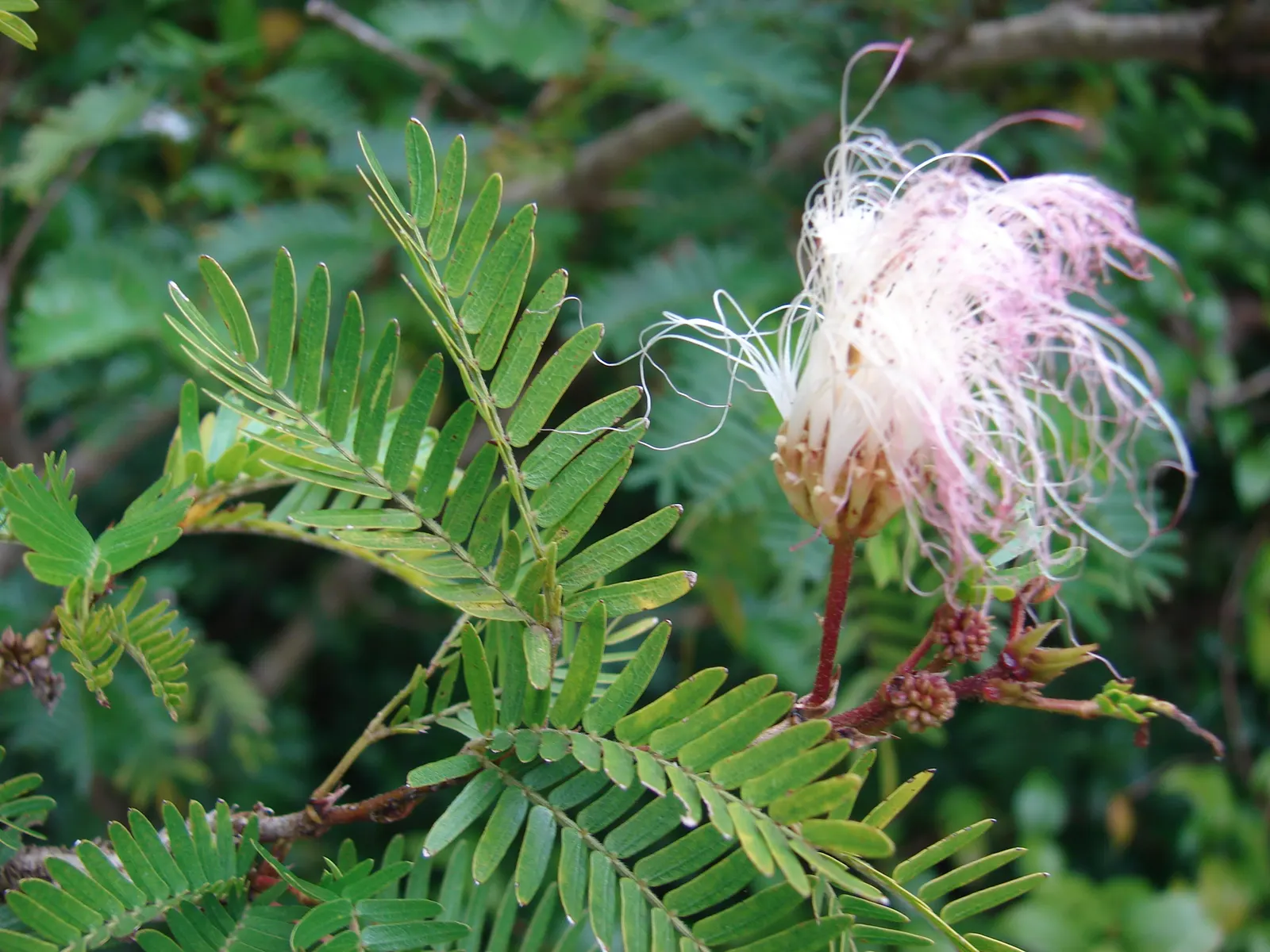 Pink Powderpuff (Calliandra Surinamensis) — adding a dynamic element to the space.<br><br>Preferring USDA zones 9 to 11