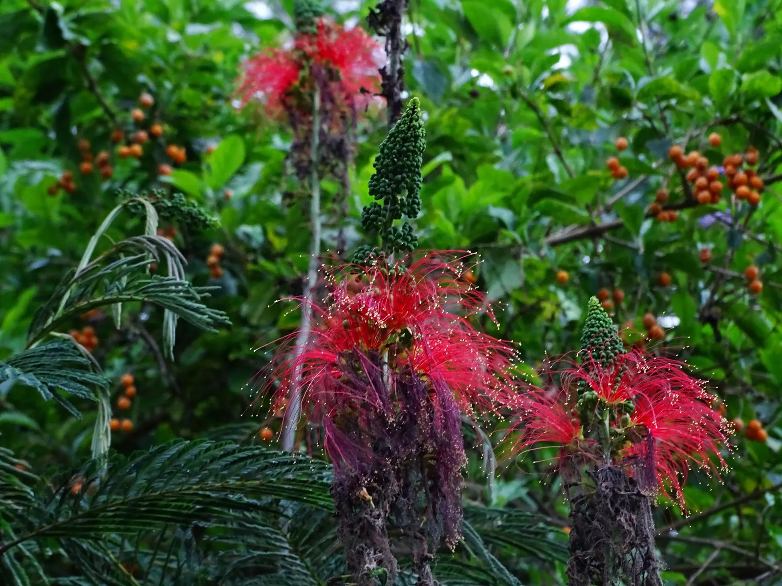 Pink Powderpuff (Calliandra Surinamensis) — pink flowers in the garden; it's perfect for creating focal points in tropical and subtropical, image 76
