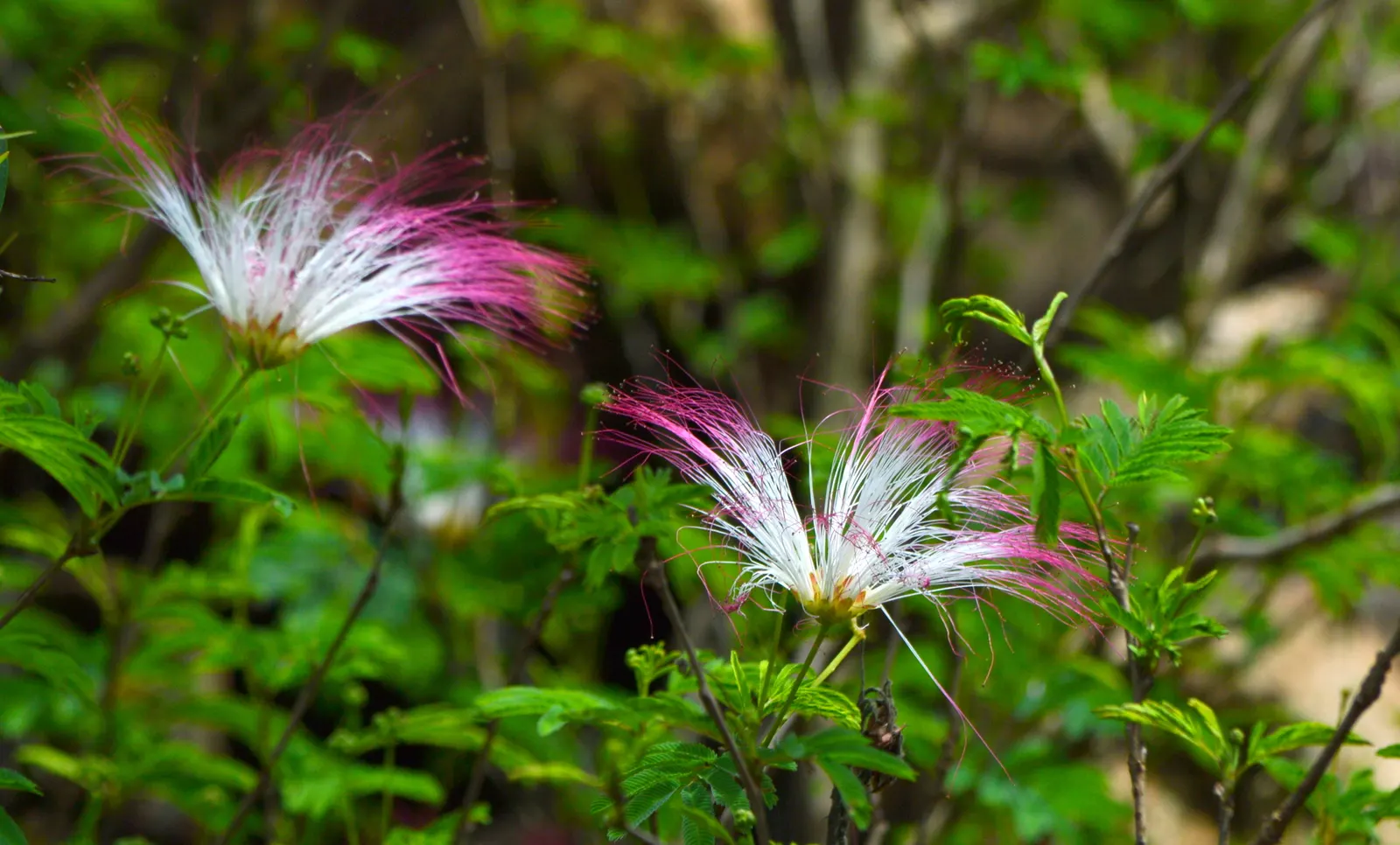 Pink Powderpuff (Calliandra Surinamensis) — shrub / tree with pink blooms