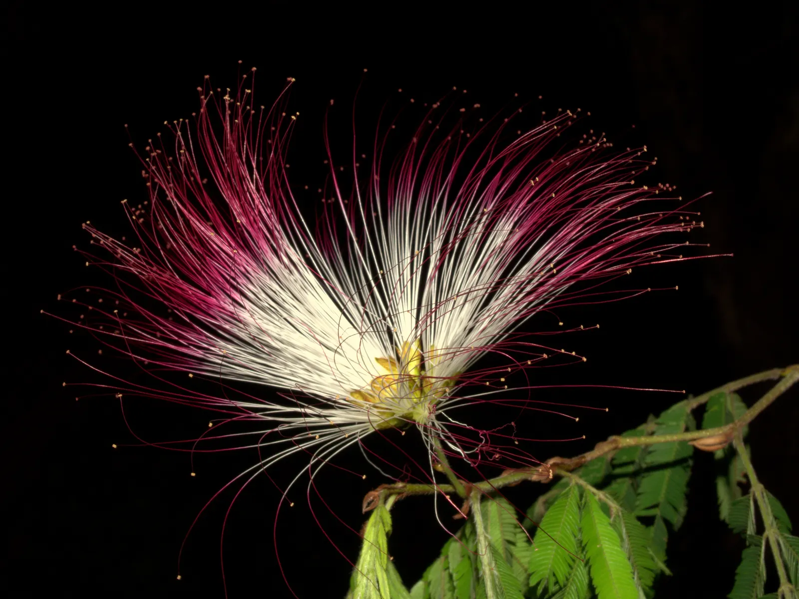 Pink Powderpuff (Calliandra Surinamensis) — Calliandra surinamensis offers both aesthetic charm and ecological benefits