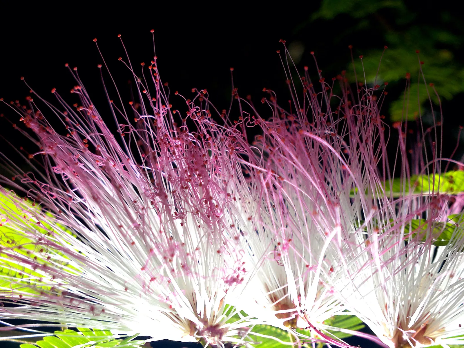 Pink Powderpuff (Calliandra Surinamensis) — Prefers full sun to partial shade and well-draining soil; bloom prolifically throughout the year but, image 58