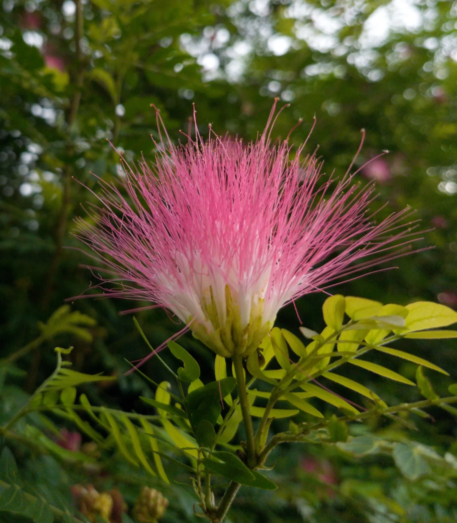 Pink Powderpuff (Calliandra Surinamensis) — adding a dynamic element to the space.<br><br>Preferring USDA zones 9 to 11; pink Powderpuff thrives in full sun to