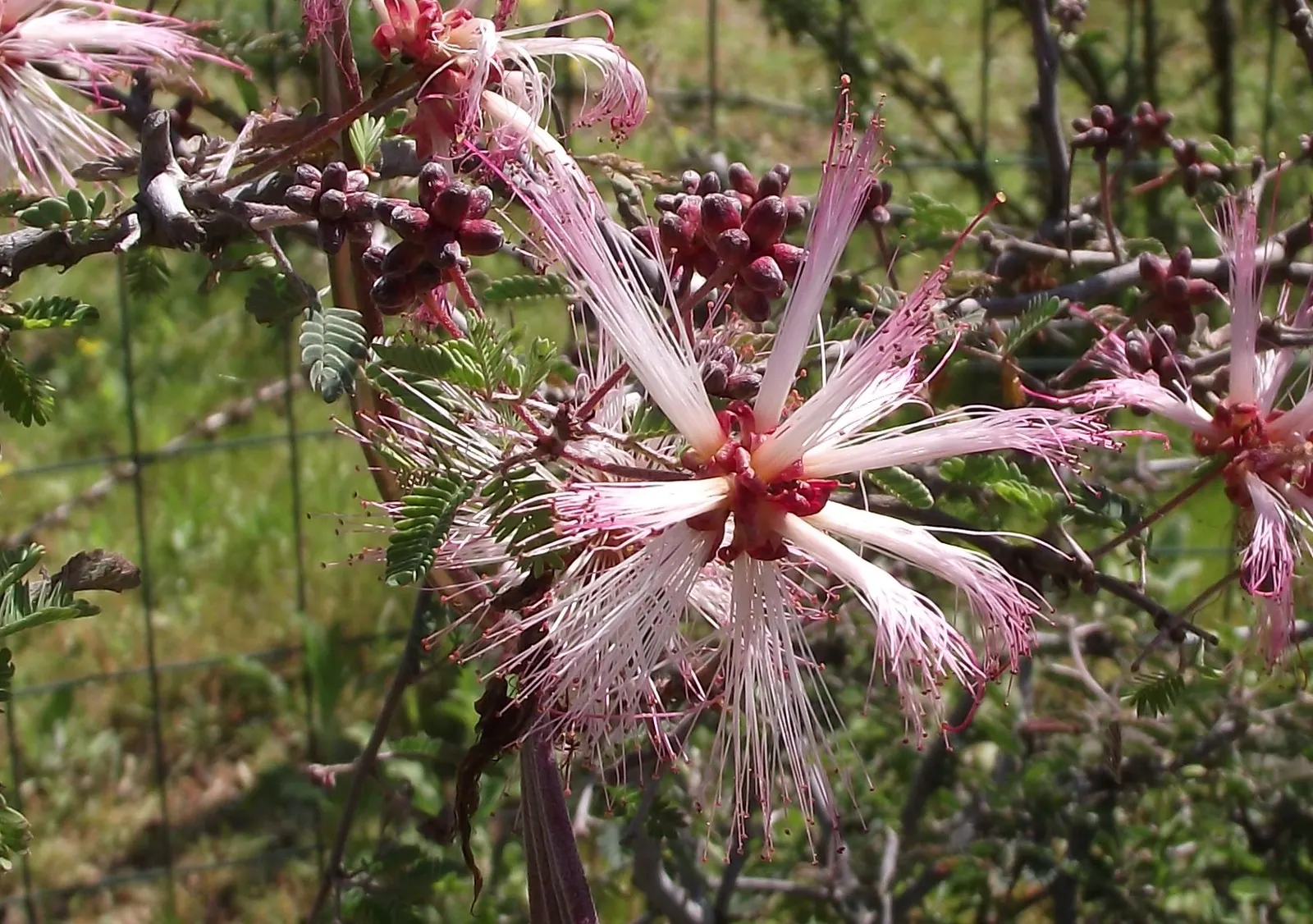 Pink Powderpuff (Calliandra Surinamensis) — These showy inflorescences; including bees and hummingbirds, image 66