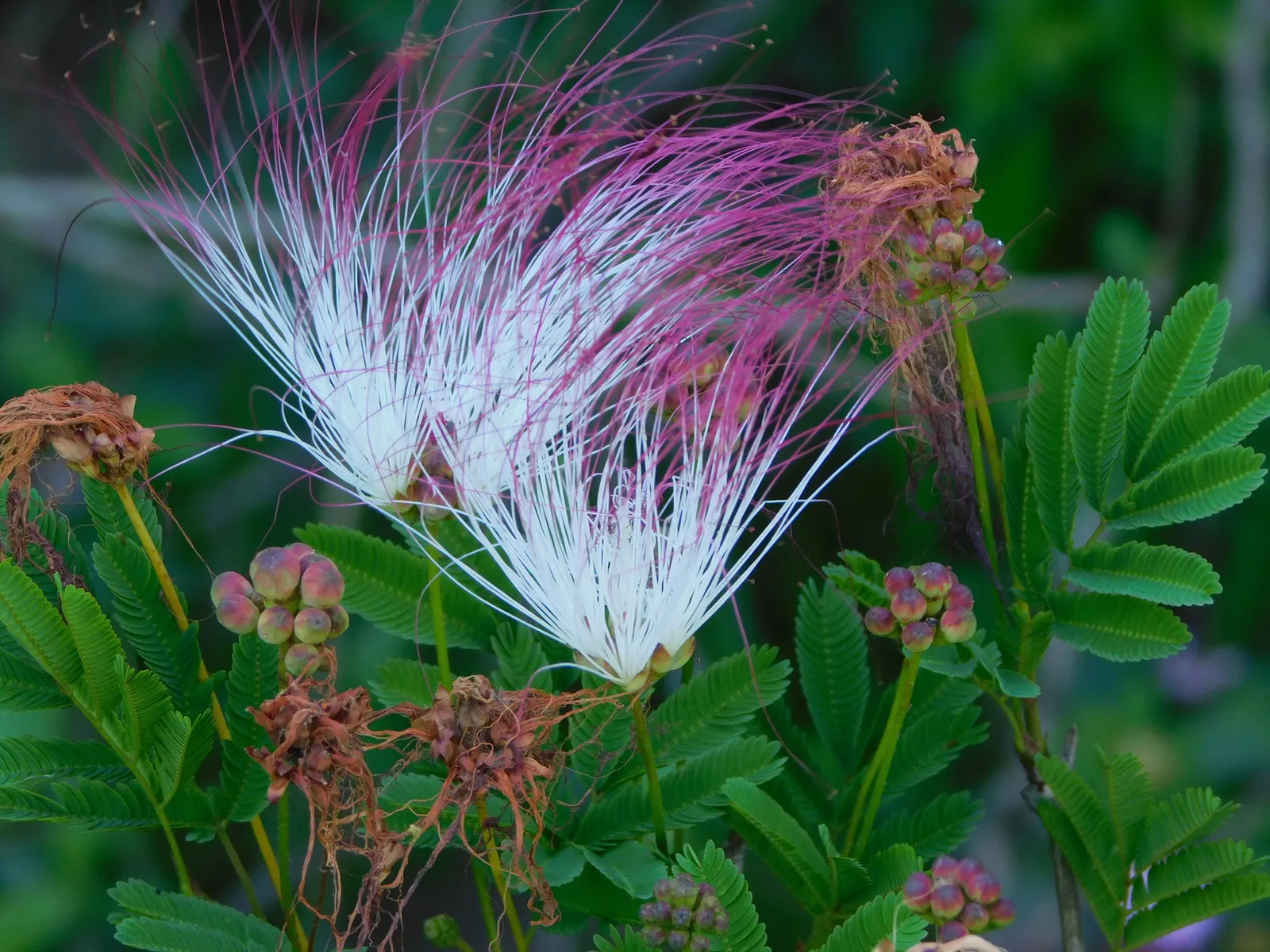Pink Powderpuff (Calliandra Surinamensis) — The Pink Powderpuff (Calliandra surinamensis) is a vibrant evergreen shrub; bloom year-round in warm, image 53