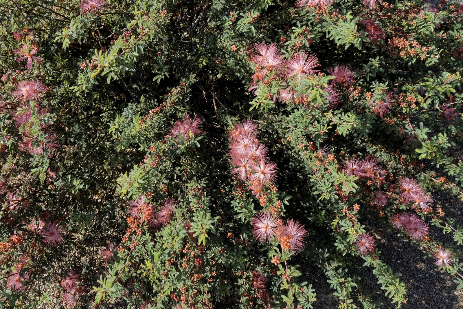 Pink Powderpuff (Calliandra Surinamensis) — reaching up to 10 feet in height and spread