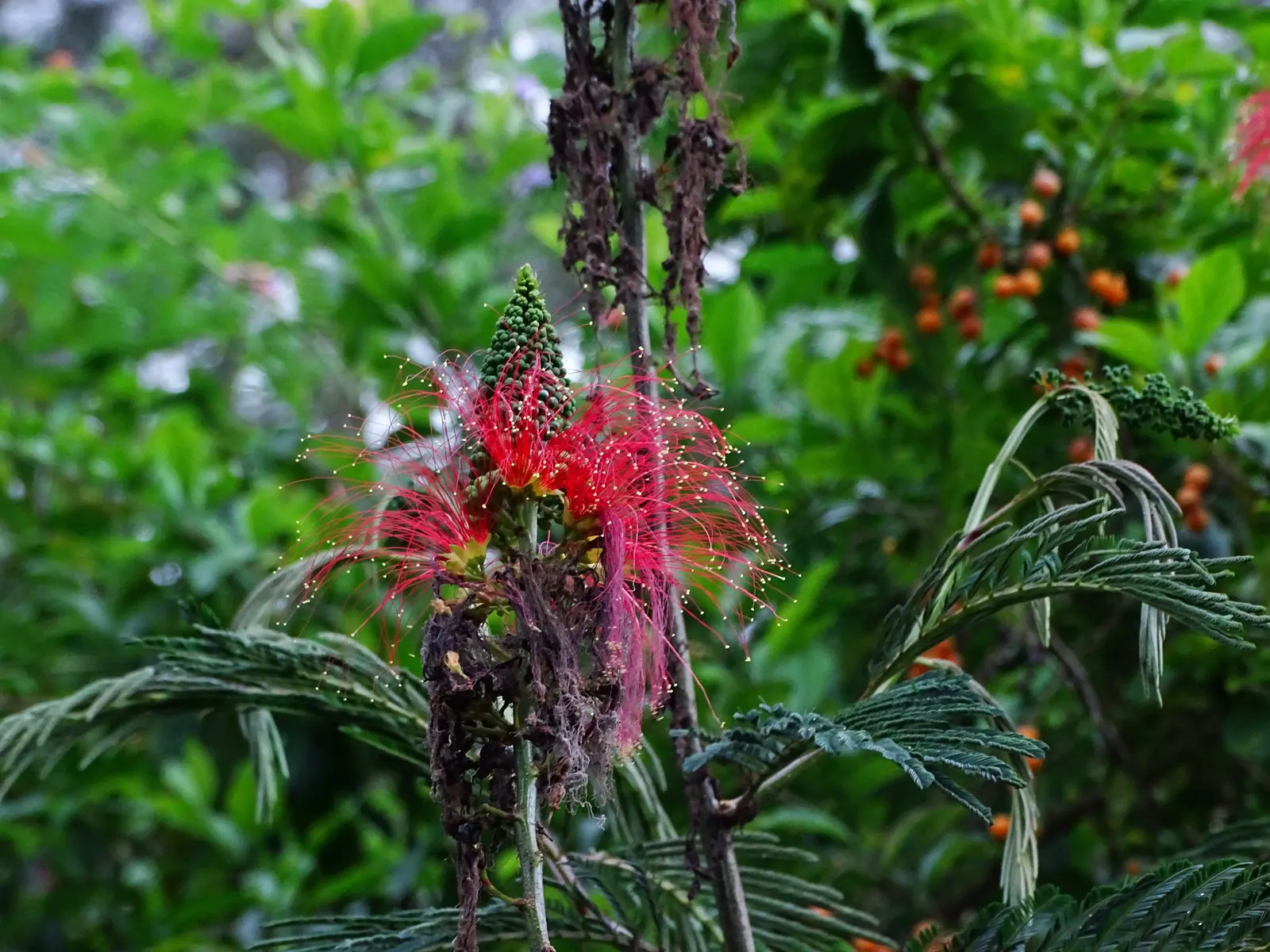 Pink Powderpuff (Calliandra Surinamensis) — reaching up to 10 feet in height and spread; is a striking ornamental shrub that emanates a tropical, image 106