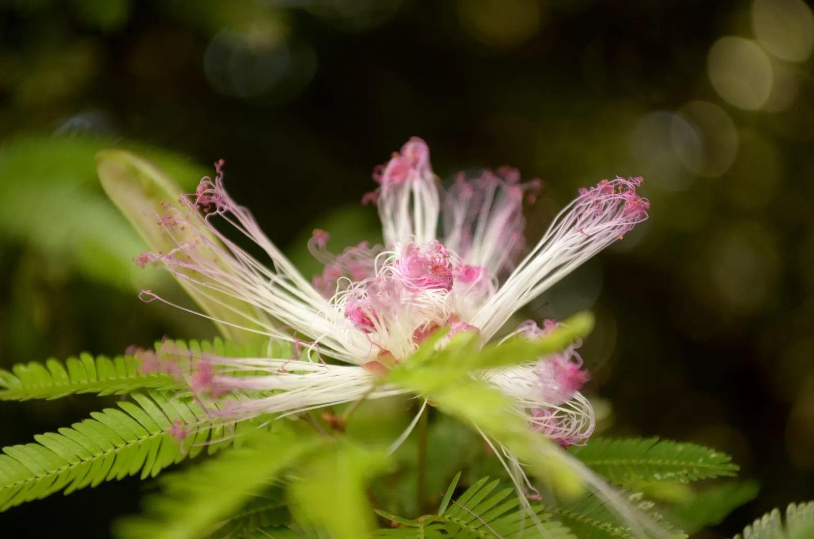 Pink Powderpuff (Calliandra Surinamensis) — pink flowers in the garden; it's perfect for creating focal points in tropical and subtropical, image 128