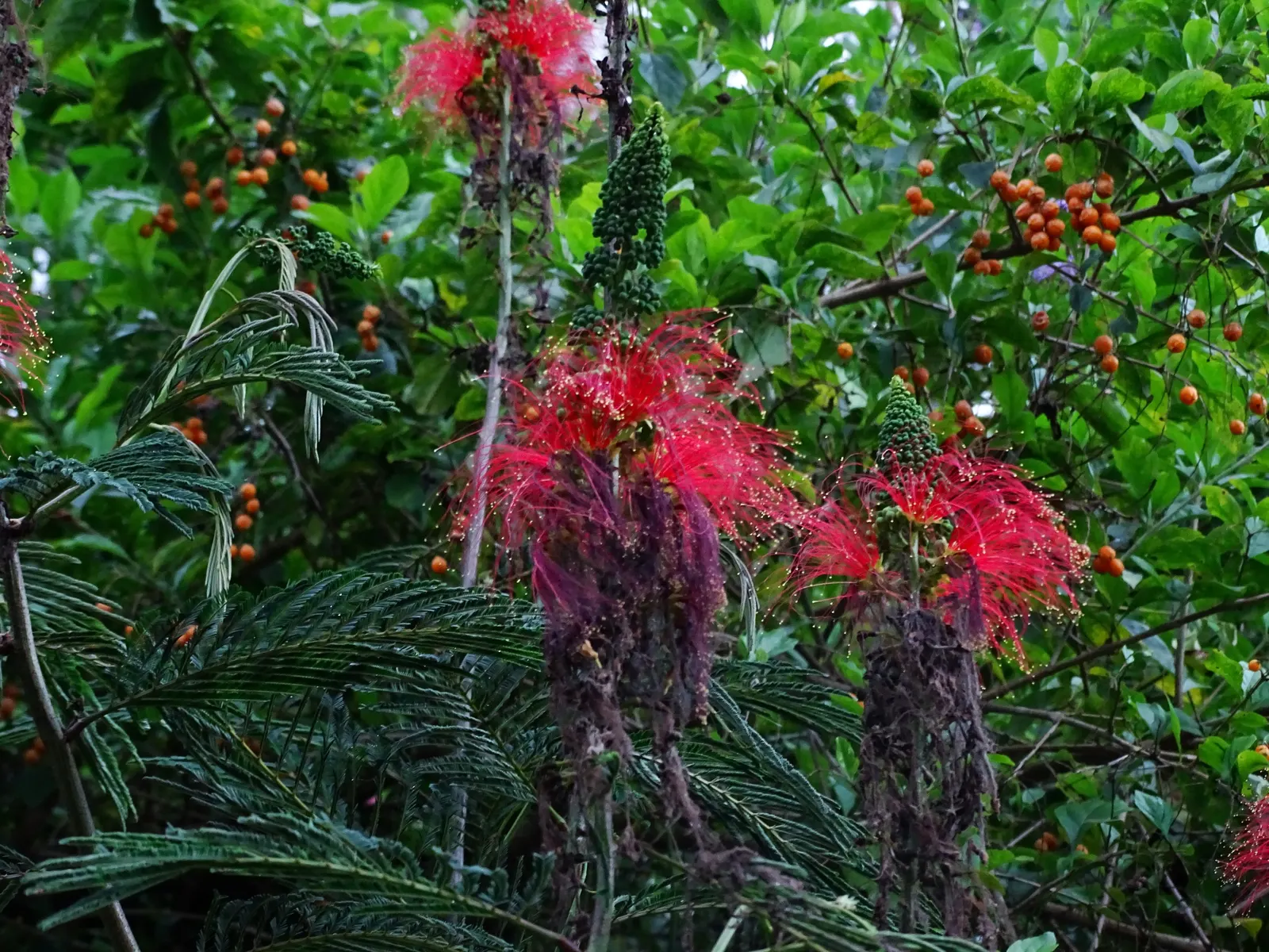 Pink Powderpuff (Calliandra Surinamensis) — is a striking ornamental shrub that emanates a tropical flair; evergreen foliage provides year-round, image 63
