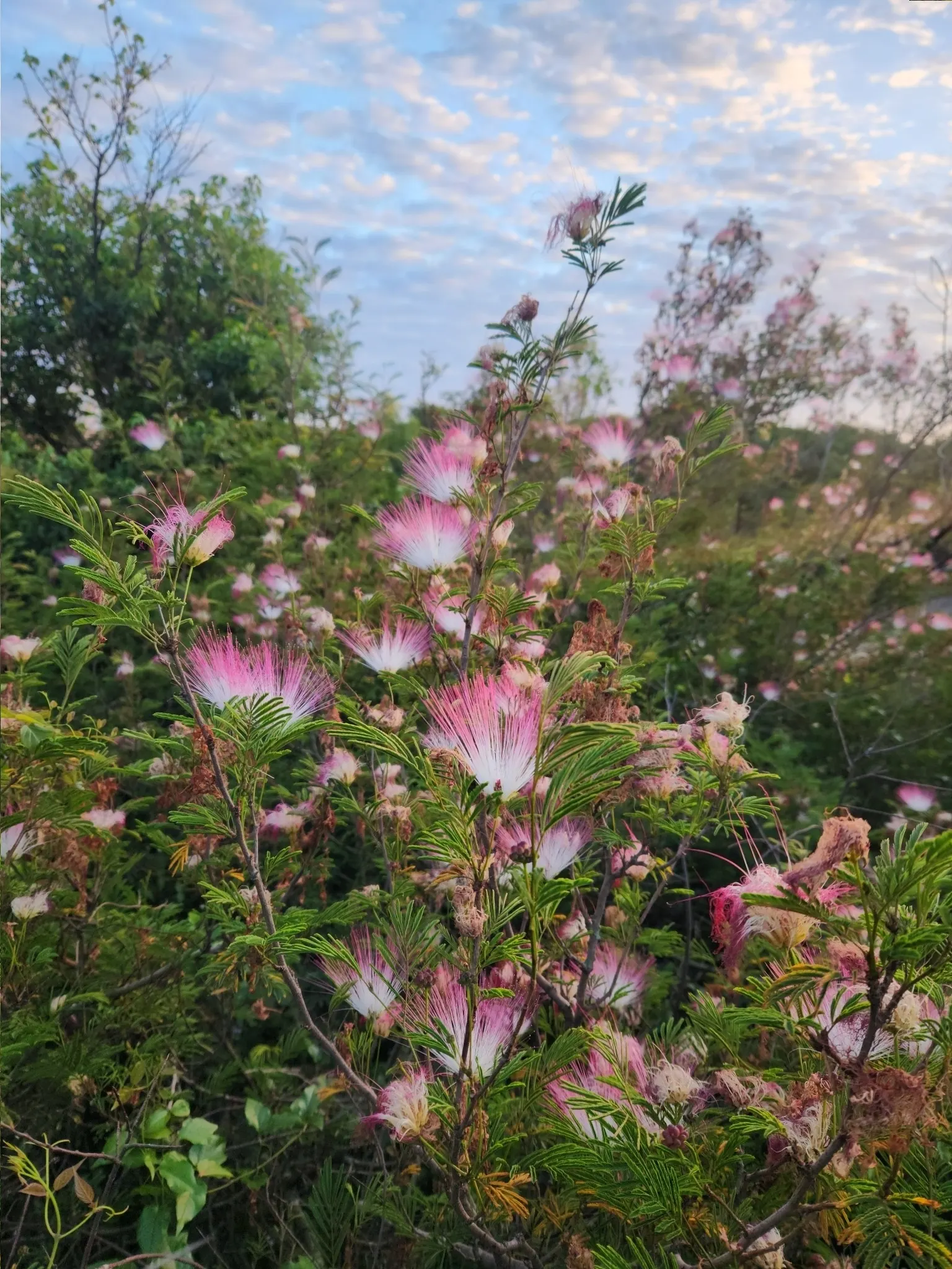 Pink Powderpuff (Calliandra Surinamensis) — it's perfect for creating focal points in tropical and subtropical landscapes; drought-tolerant once established