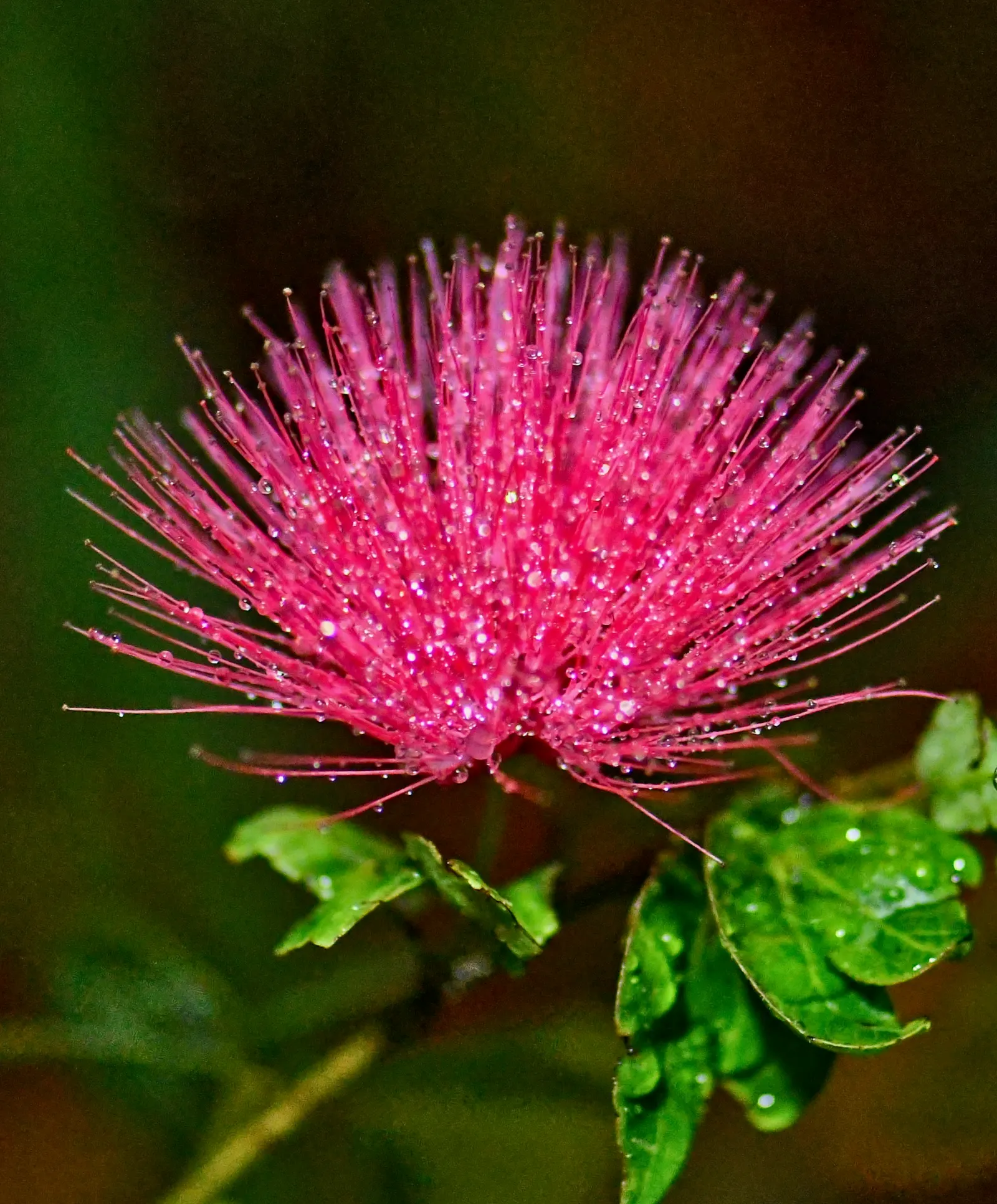 Pink Powderpuff (Calliandra Surinamensis) — bloom year-round in warm climates; shrub / tree with pink blooms, image 56