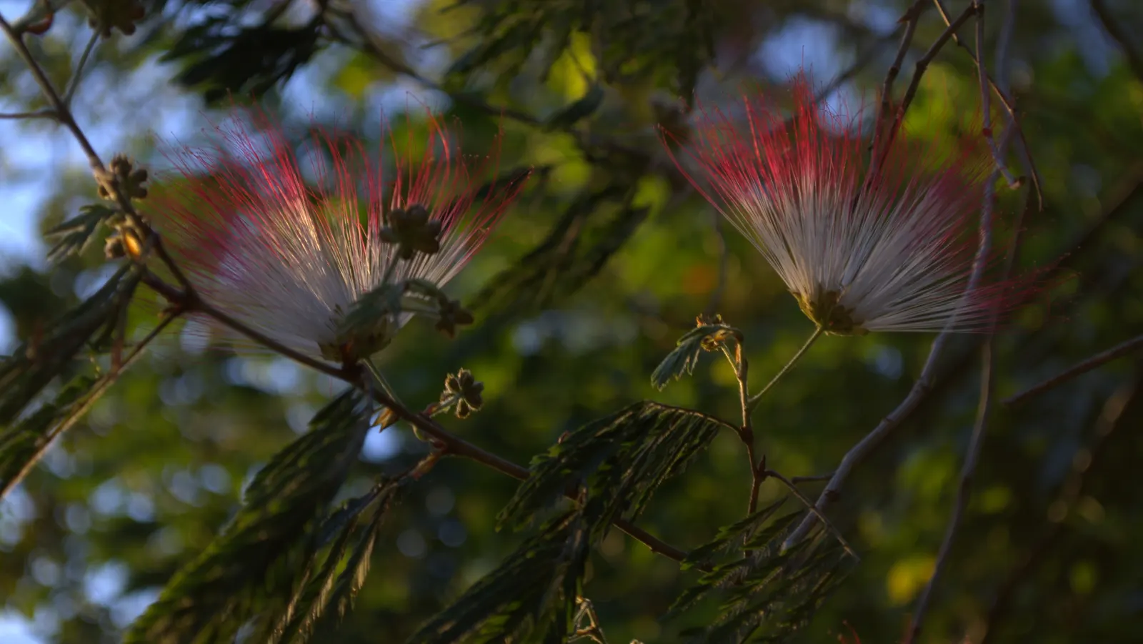 Pink Powderpuff (Calliandra Surinamensis) — However, once established, it demonstrates moderate drought resistance; prune regularly to maintain shape