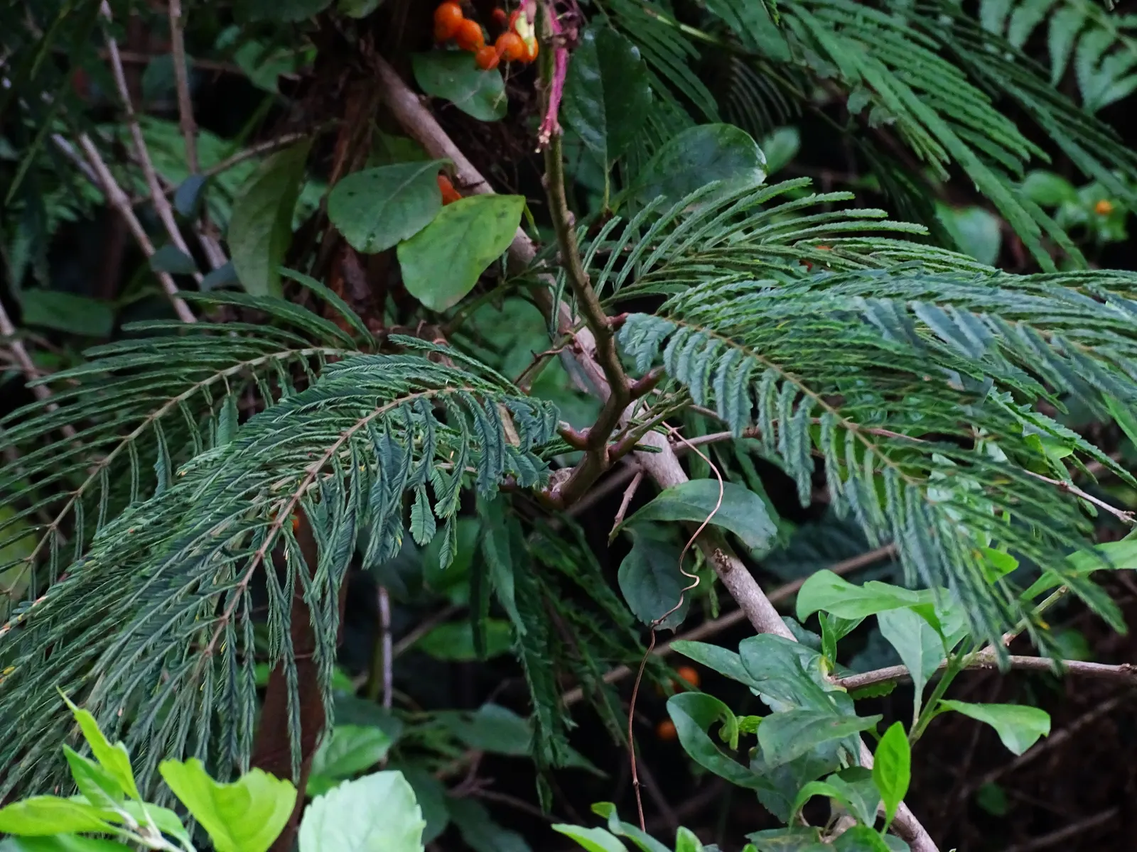 Pink Powderpuff (Calliandra Surinamensis) — bloom year-round in warm climates; shrub / tree with pink blooms, image 82