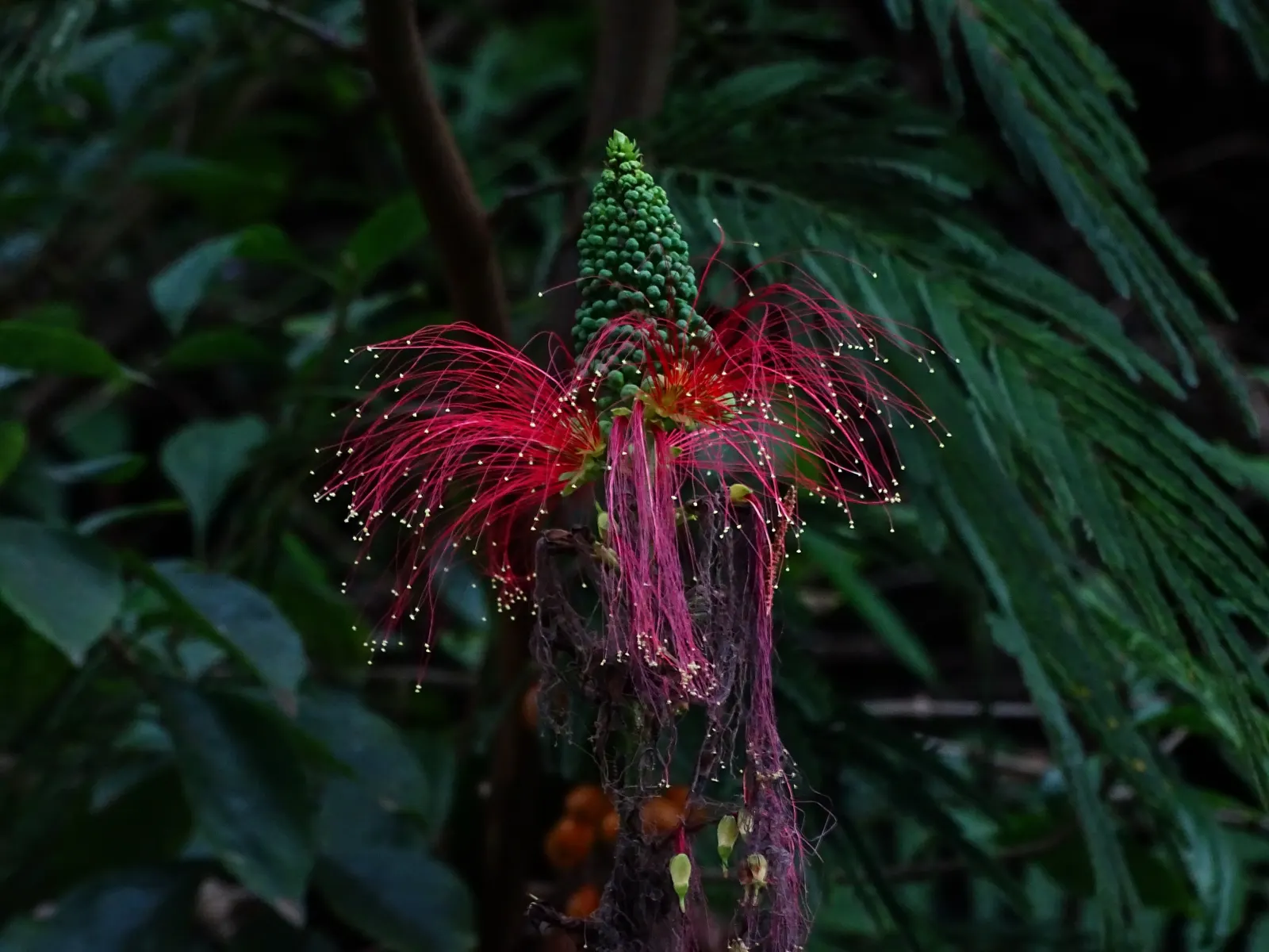 Pink Powderpuff (Calliandra Surinamensis) — bloom prolifically throughout the year but are most abundant during the warmer months; commonly known, image 91
