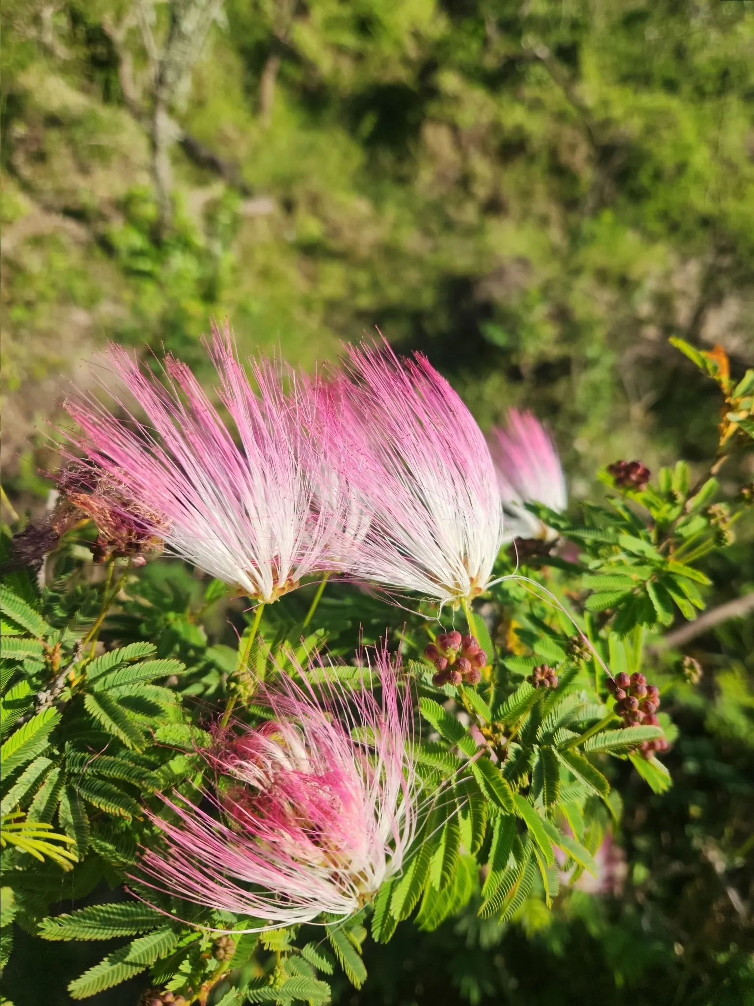 Pink Powderpuff (Calliandra Surinamensis) — commonly known as the Pink Powderpuff; typically about 2 to 3 inches in diameter, image 114
