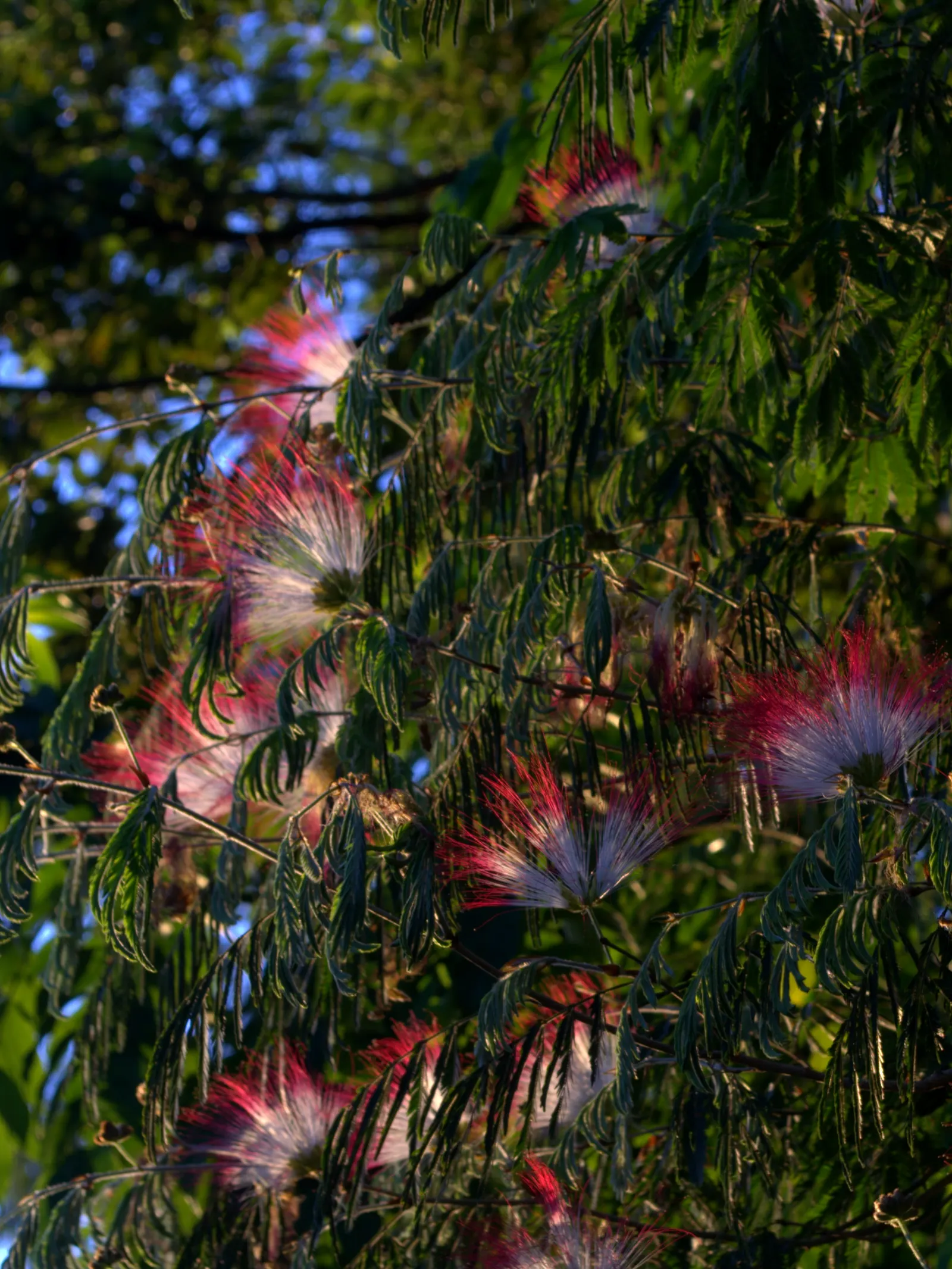 Pink Powderpuff (Calliandra Surinamensis) — making it a favorite for visual interest