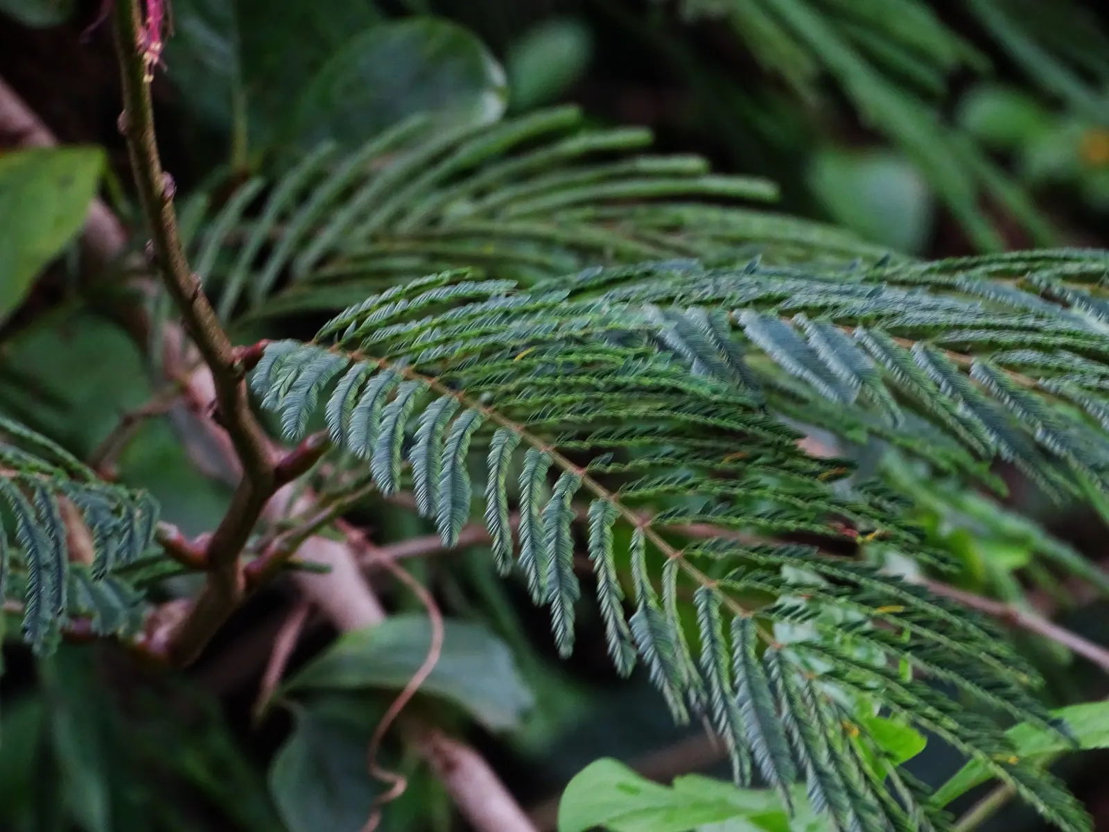 Pink Powderpuff (Calliandra Surinamensis) — evergreen foliage provides year-round interest; calliandra surinamensis offers both aesthetic charm and, image 100