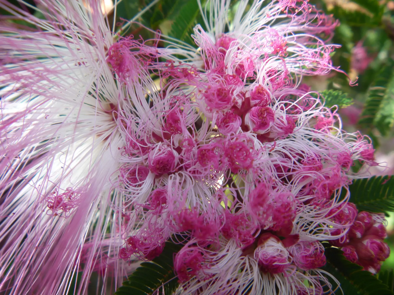 Pink Powderpuff (Calliandra Surinamensis) — typically about 2 to 3 inches in diameter