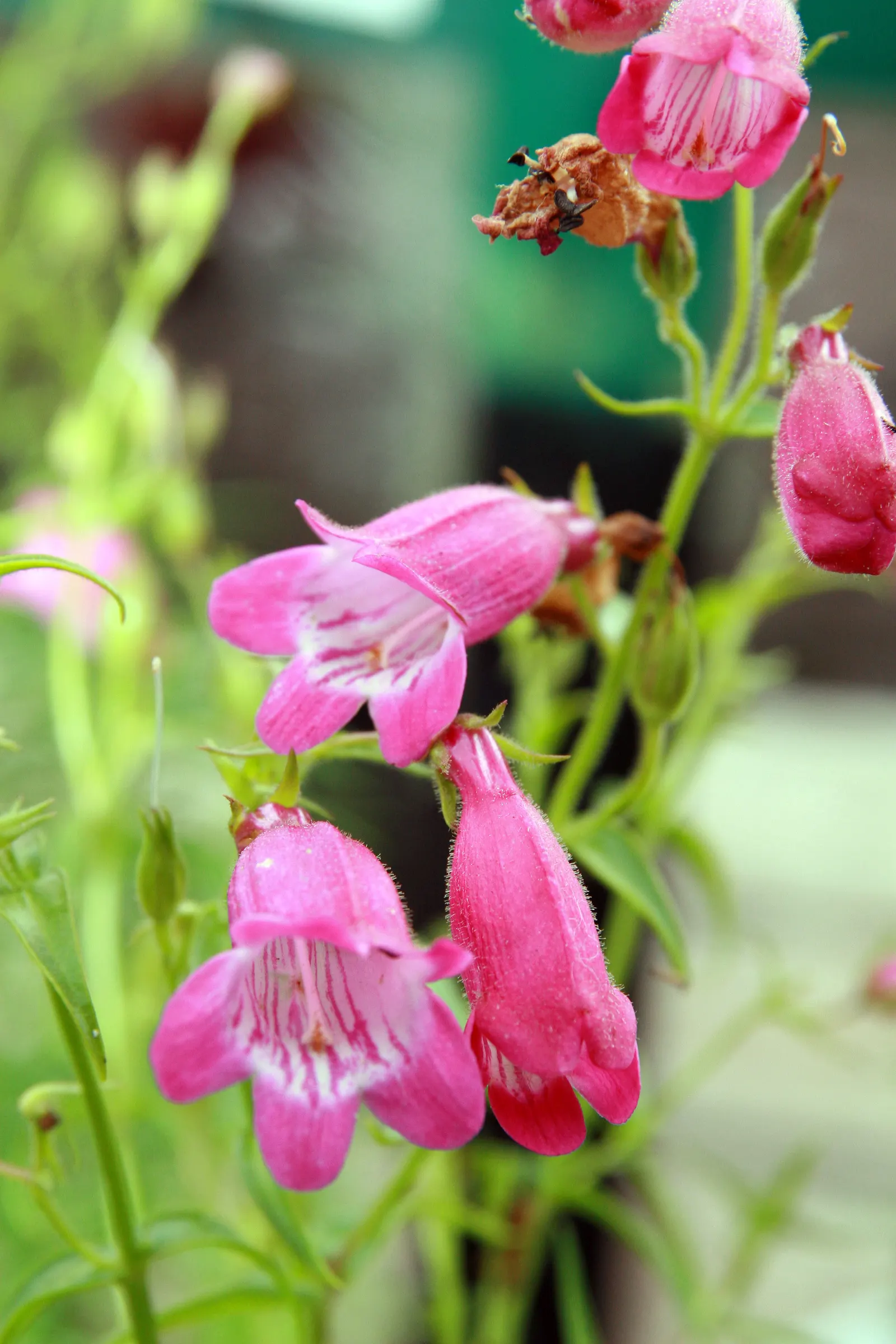 Red Rocks Penstemon (Penstemon 'Red Rocks') — Penstemon 'Red Rocks' offers vibrant rosy-red flowers atop sturdy, upright stems