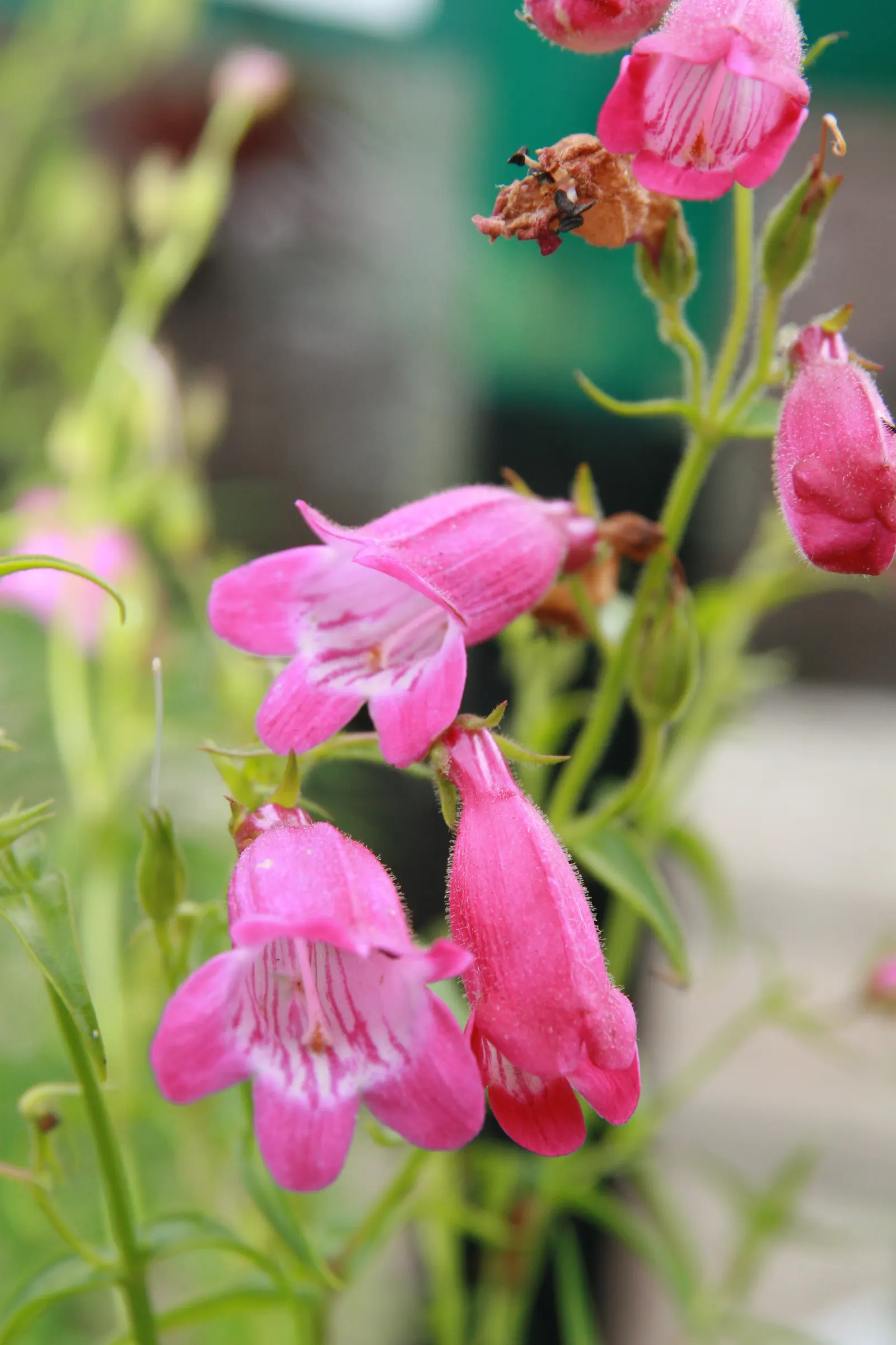Red Rocks Penstemon (Penstemon 'Red Rocks') — This drought-tolerant beauty prefers full sun to part shade and well-drained soils