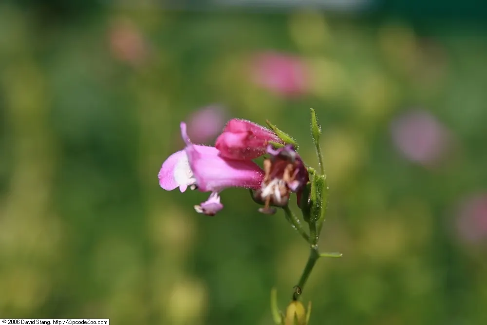 Red Rocks Penstemon (Penstemon 'Red Rocks') — A perennial, reaching 18-24 inches tall and 12-18 inches wide, it thrives in USDA Zones 4-9