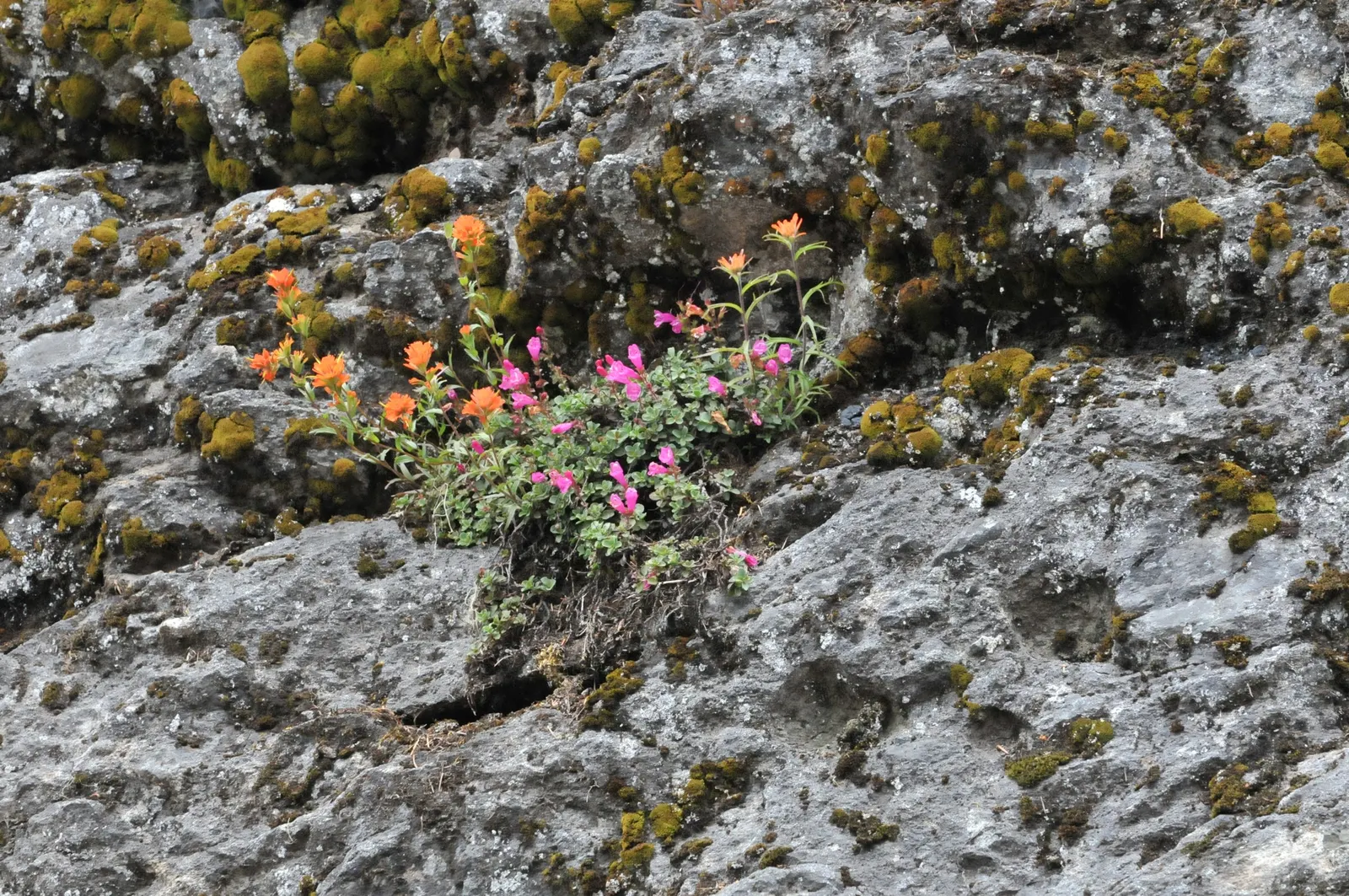 Red Rocks Penstemon (Penstemon 'Red Rocks') — blooming from late spring to summer