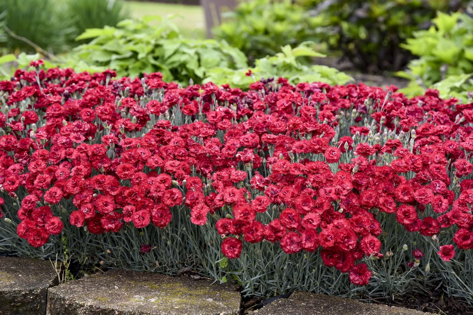 'Maraschino' Pinks (Dianthus hybrid) — information and resources
