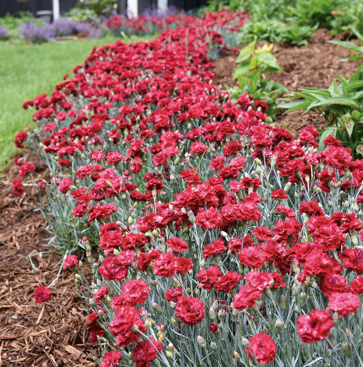 'Maraschino' Pinks (Dianthus hybrid) — Proven Winners - Fruit Punch® 'Maraschino' - Pinks - Dianthus hybrid red plant details