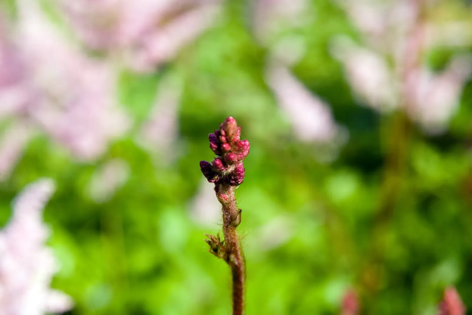 Purple Candles False Spirea (Astilbe Chinensis 'Purple Candles') — thrives in partial shade to full shade and moist conditions