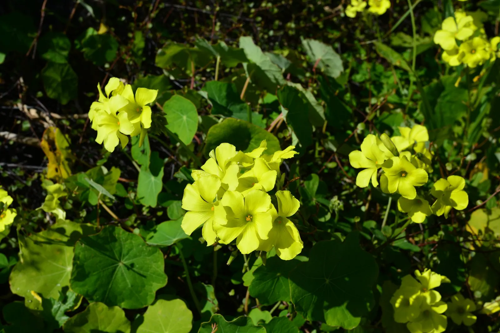 California Buttercup (Ranunculus Californicus) — blooming from February to May; scientifically known as Ranunculus californicus