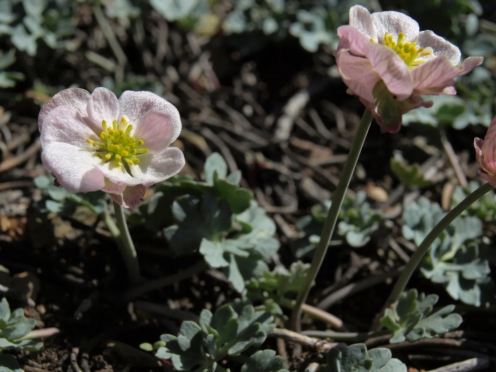 California Buttercup (Ranunculus Californicus) — boasting a bright disposition with its glossy yellow petals and lush green foliage; deadheading spent flowers