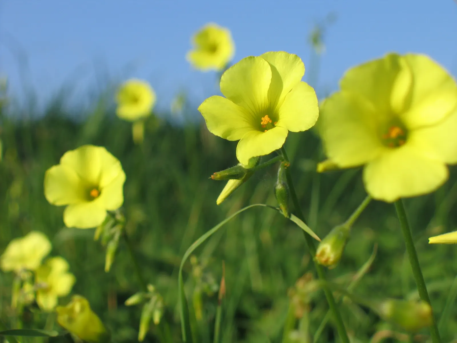 California Buttercup (Ranunculus Californicus) — requiring minimal supplemental watering once established
