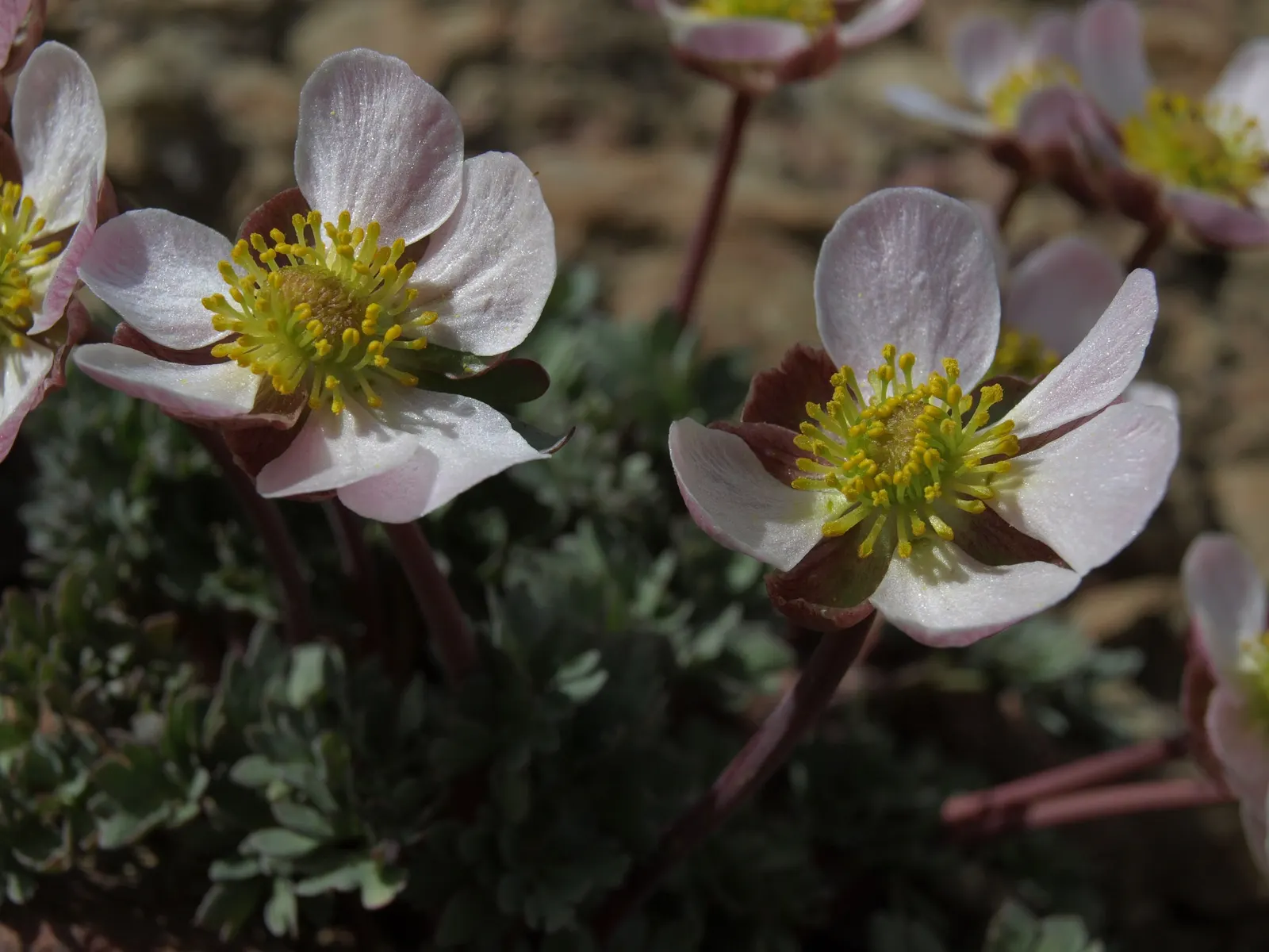 California Buttercup (Ranunculus Californicus) — boasting a bright disposition with its glossy yellow petals and lush green foliage