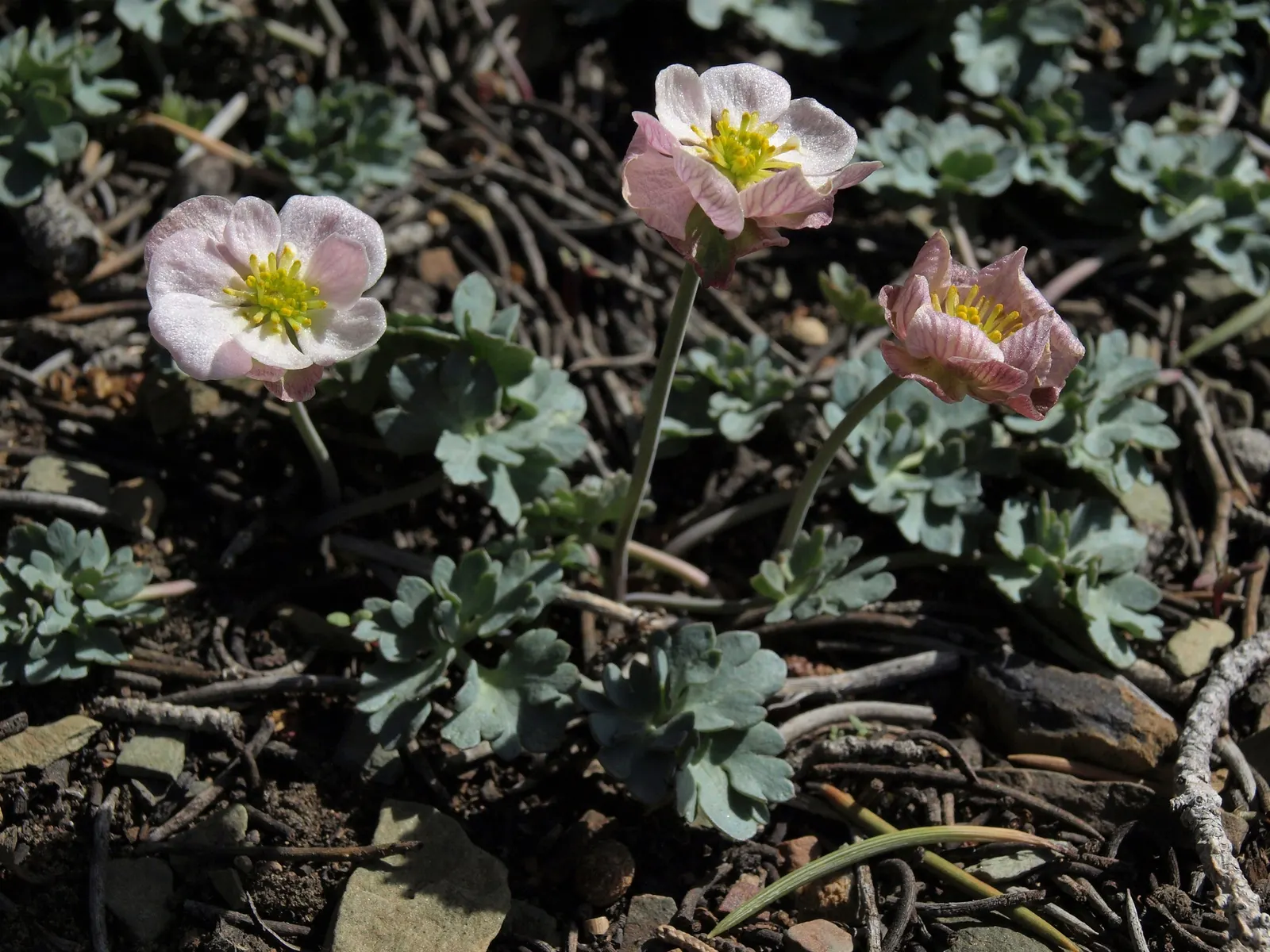 California Buttercup (Ranunculus Californicus) — Deadheading spent flowers can encourage further blooming and maintain a tidy appearance; this plant blooms