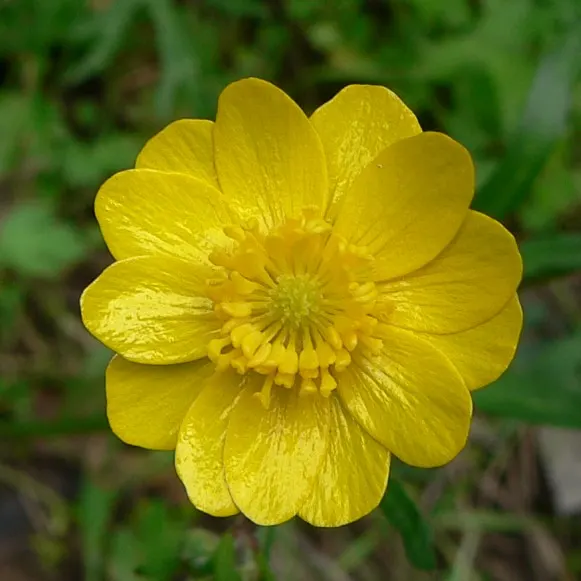 California Buttercup (Ranunculus Californicus) — This hardy plant thrives in full sun to light shade, reaching 12-18 inches in height
