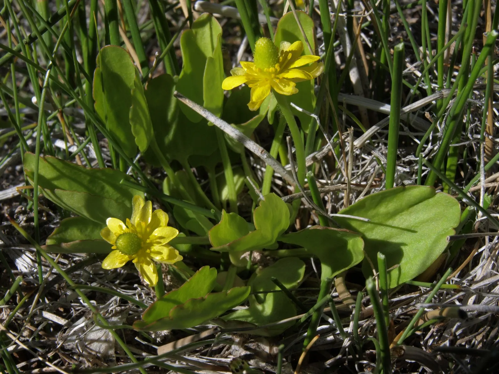 California Buttercup (Ranunculus Californicus) — scientifically known as Ranunculus californicus; ensure adequate spacing to promote air circulation and reduce