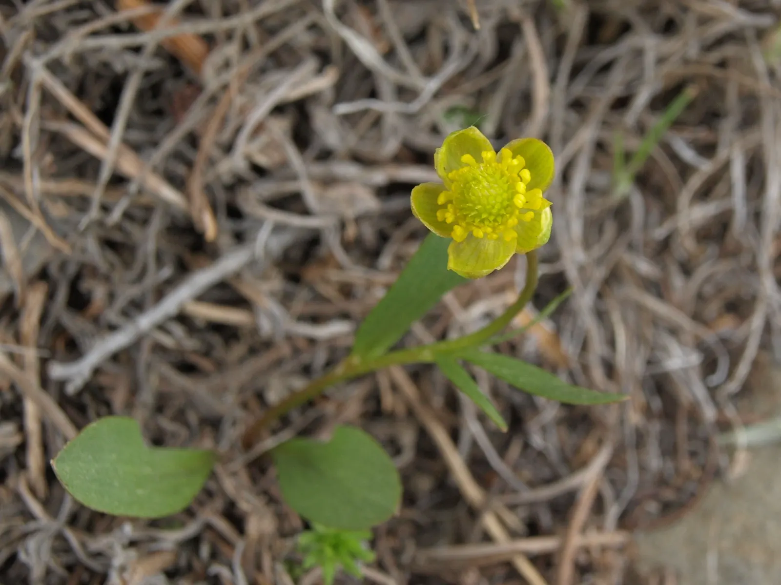 California Buttercup (Ranunculus Californicus) — commonly called California Buttercup; the buttercup flourishes in well-drained soil and is drought-tolerant