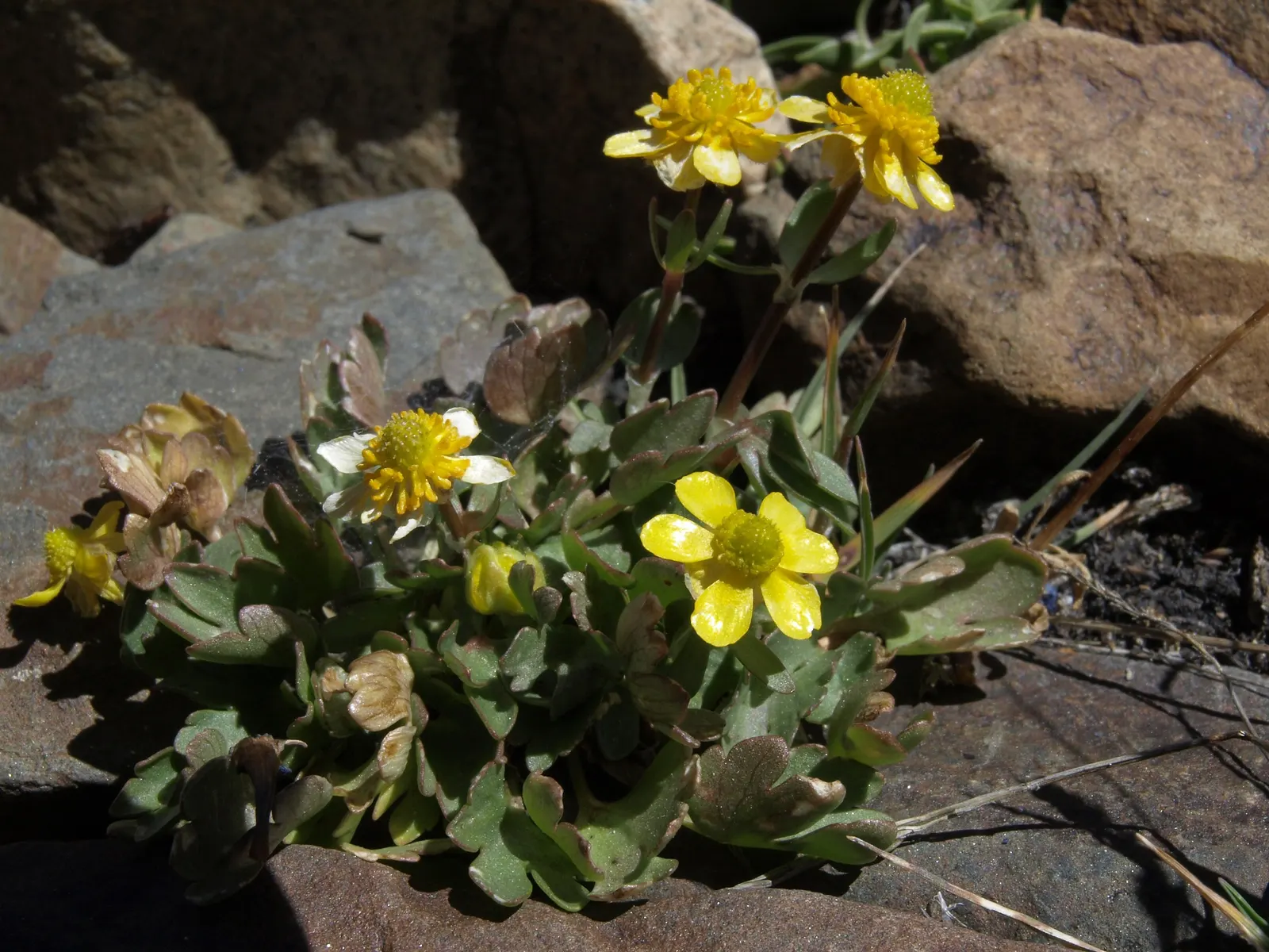 California Buttercup (Ranunculus Californicus) — blooming from February to May
