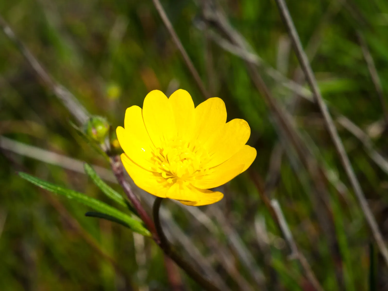 California Buttercup (Ranunculus Californicus) — the California Buttercup tolerates a range of soil types