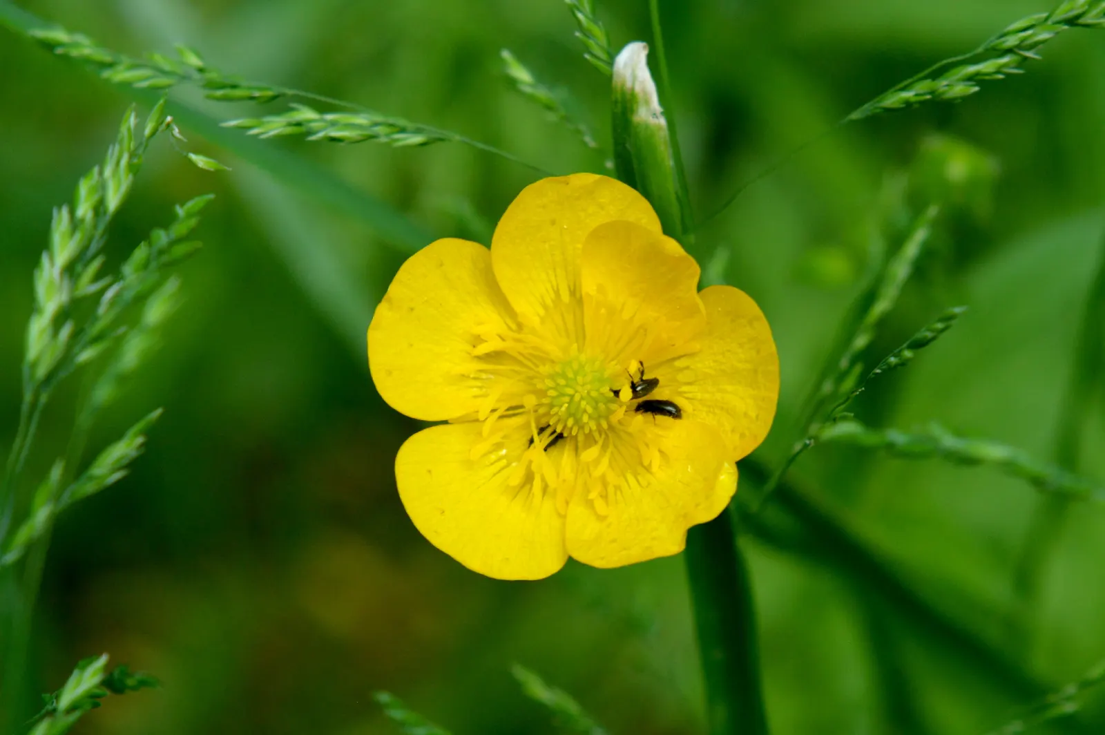 California Buttercup (Ranunculus Californicus) — Deadheading spent flowers can encourage further blooming and maintain a tidy appearance